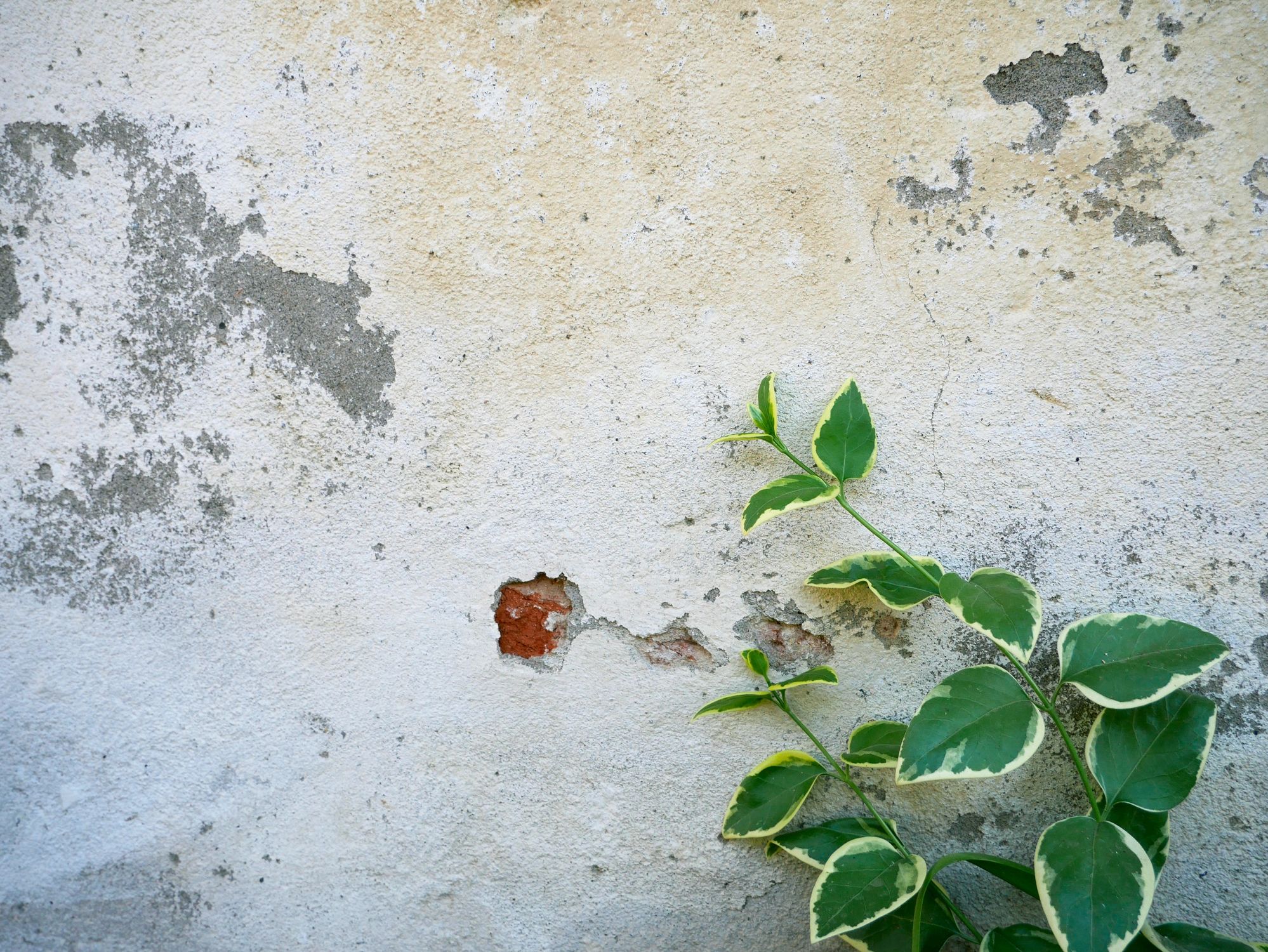 Aged wall texture with weathered surface and plant leaves