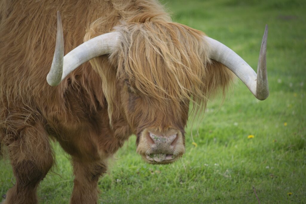 Highland Cow