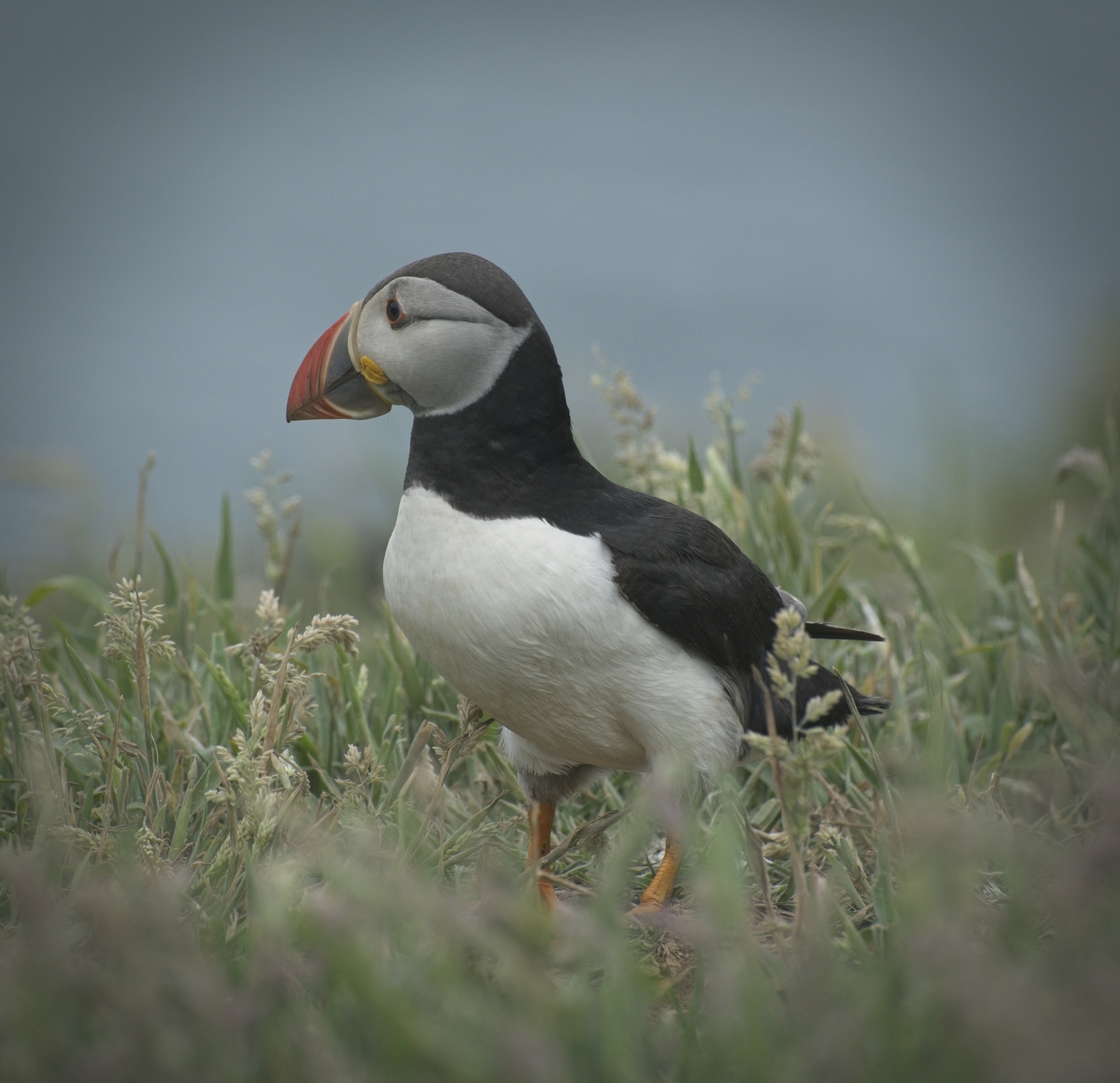 The Puffins at Skomer Island
